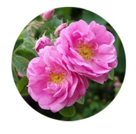 �A�X�^���t�g�z���C�g�����g���C�A���L�b�g